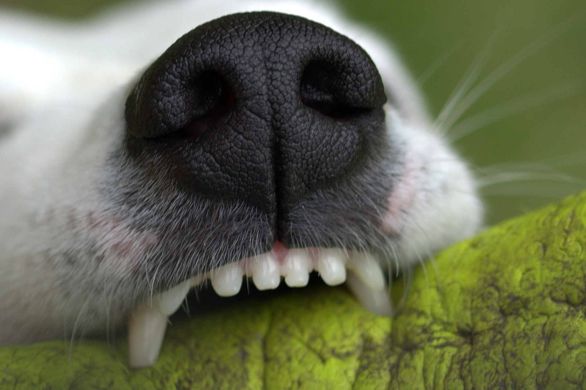Hay que hacer limpieza dental en el perro para destruirle las cuevas a las bacterias Foto: Pixabay.