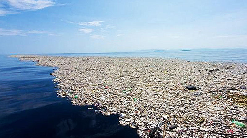 Los desechos plásticos que flotan en la superficie del océano Pacífico se convirtieron en un lugar acogedor para conchas marinas y anémonas