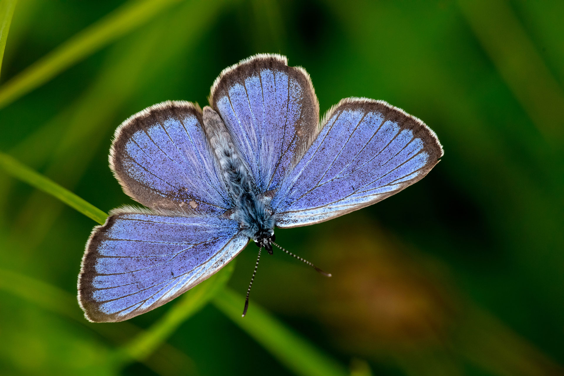 Alcon blue, una hermosa mariposa plateada nativa de Europa, tiene una particular forma de engañar: vibran para producir un sonido que las hormigas normalmente asocian con su reina
(Getty)