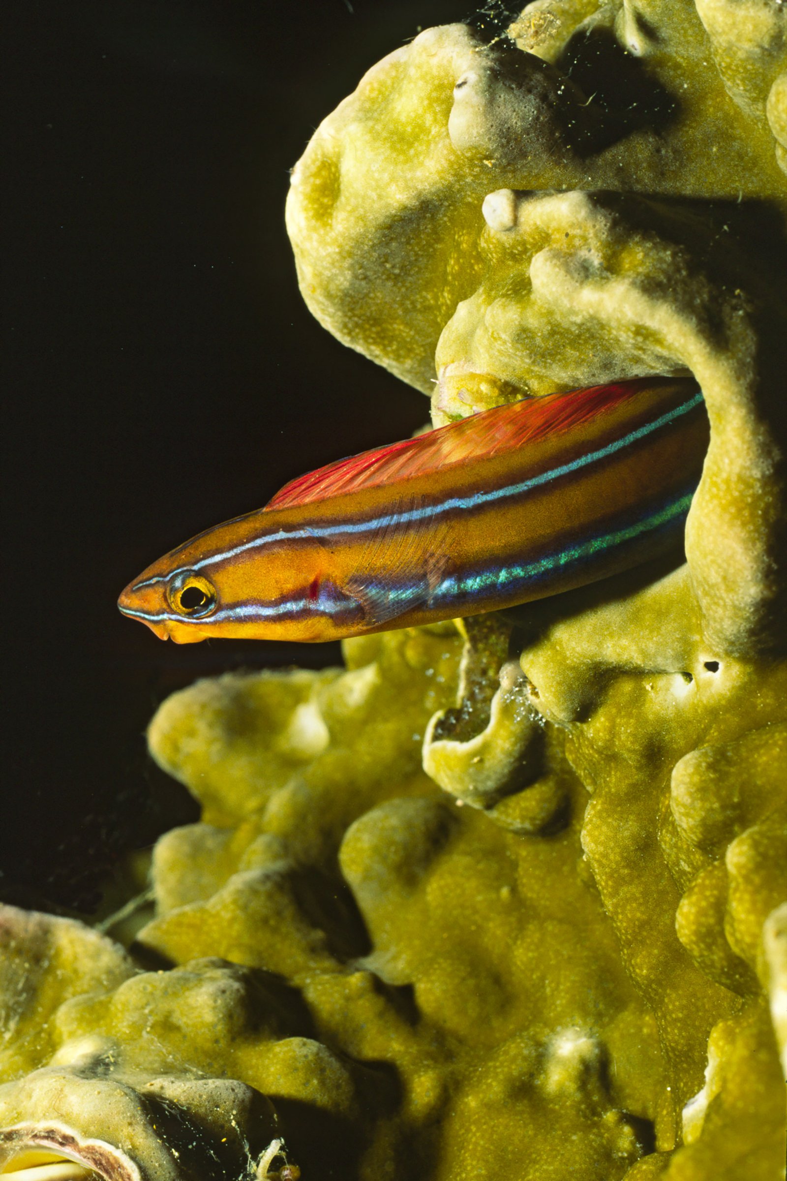 El fangblenny de rayas azules es un pez que cambia de color y vive en los océanos Índico y Pacífico
(Getty)