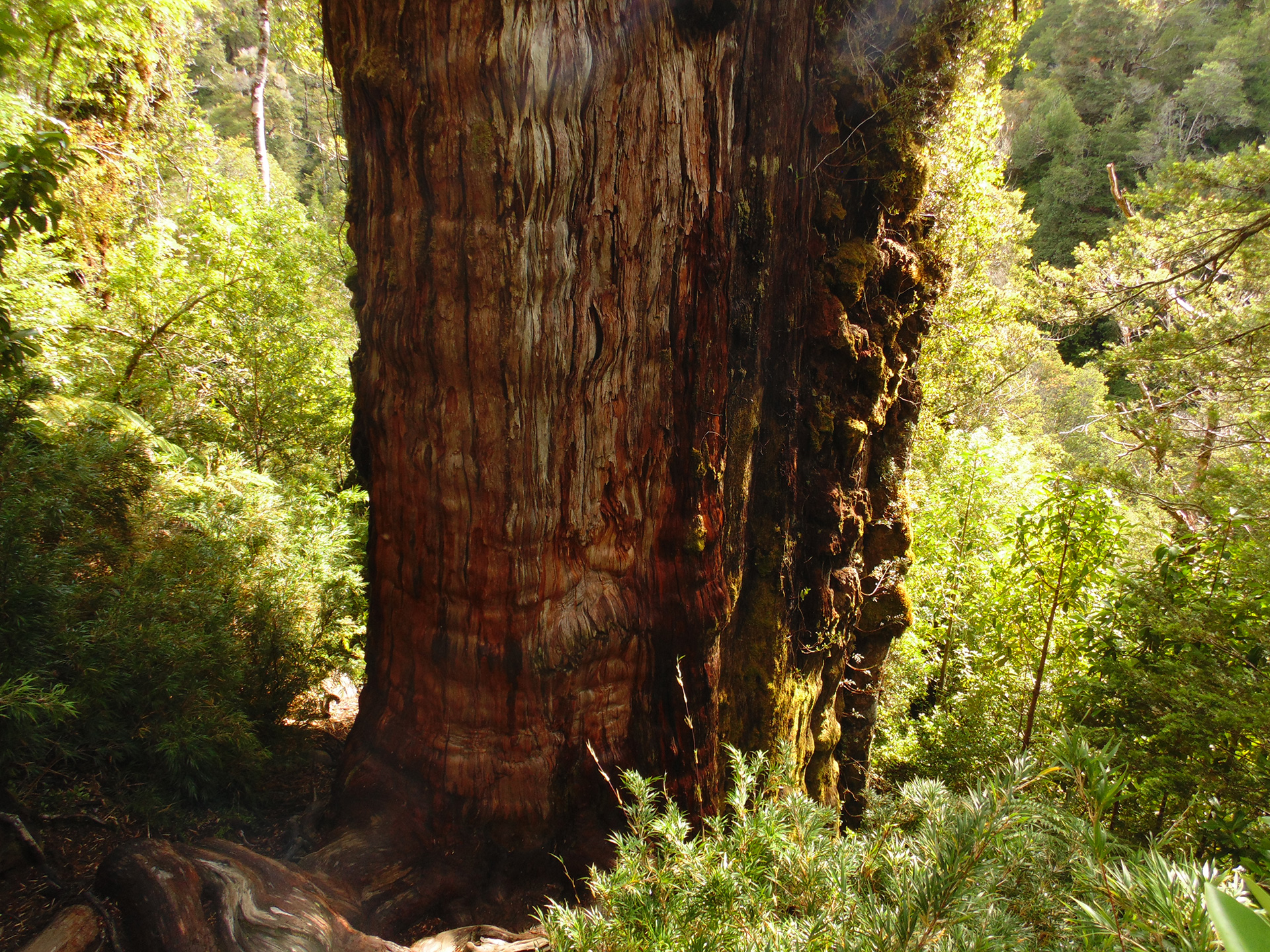 Una muestra extraída del árbol permitió determinar su edad (Wikipedia)