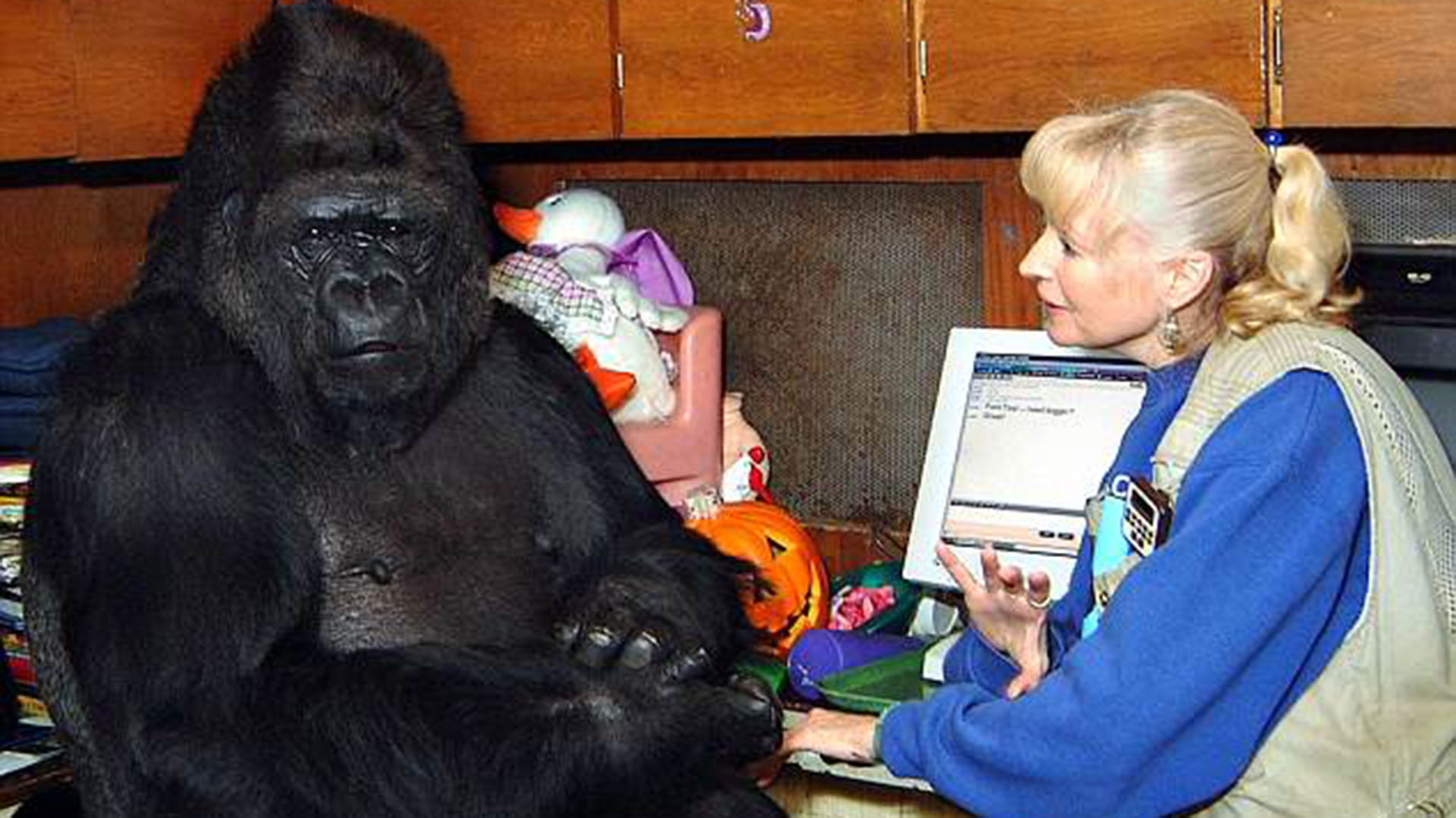 La gorila Koko, junto a su cuidadora y amiga, Francine 'Penny' Patterson (Foto: AP)