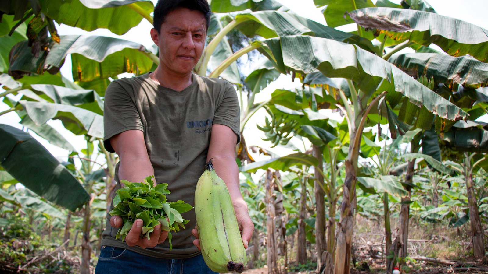 Diego Alejandro trajo desde Arauca las semillas de plátano hartón que ahora están sembrando en la finca donde trabaja, en la vereda Campo la Raya. Para empezar este negocio se necesitan siete millones de pesos de inversión por hectárea, aproximadamente. 