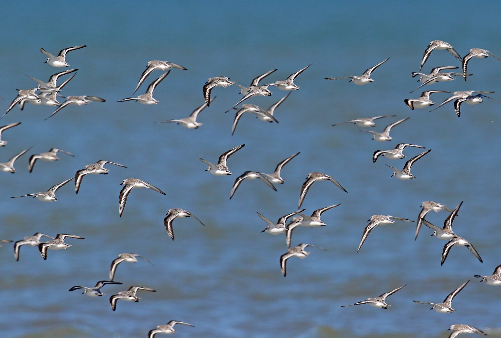 El aumento de la sequía afecta a todas las aves porque se reduce el acceso al agua que necesitan para beber, bañarse y alimentarse en los hábitats donde viven”, comentó a Infobae Susan Bonfield, directora ejecutiva de la organización Ambiente para las Américas, en Estados Unidos Pablo F. Petracci