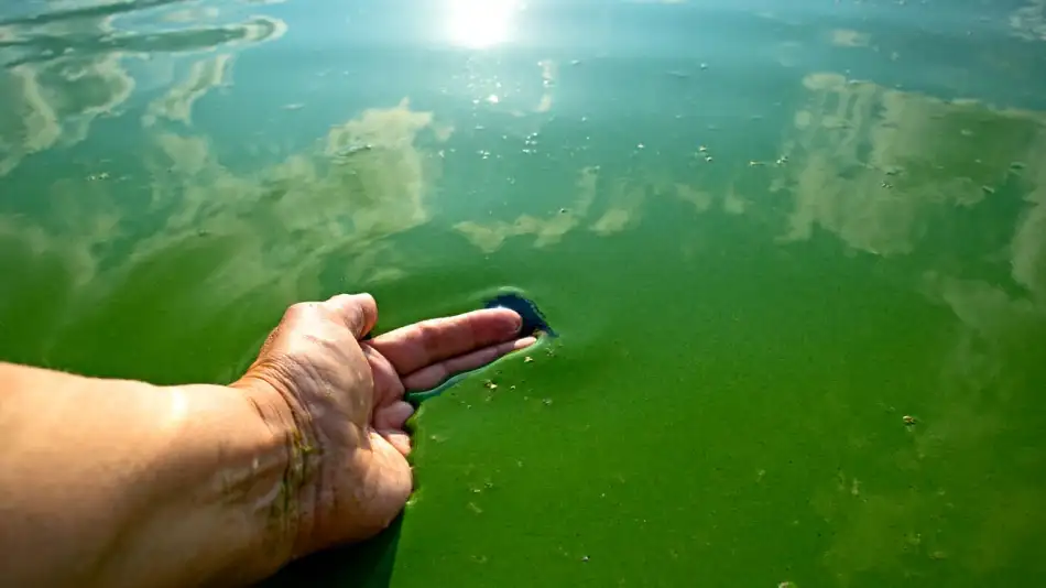 cianobacterias en los rios