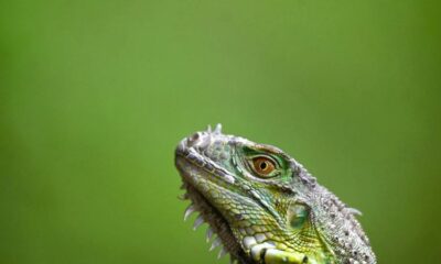 iguana