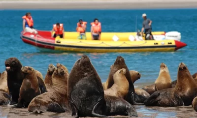 Las Grutas avistaje de fauna marina 3