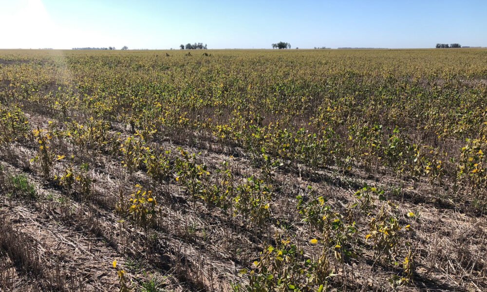 granos chicos verdes y rotos la pesima cosecha de soja que dejo la sequia relatada por los productores