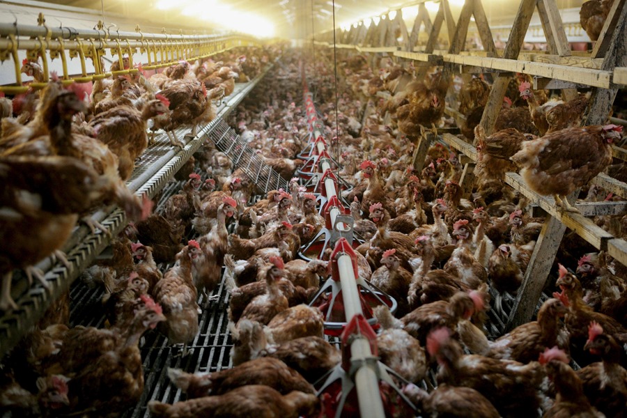 griep aviar aves granja