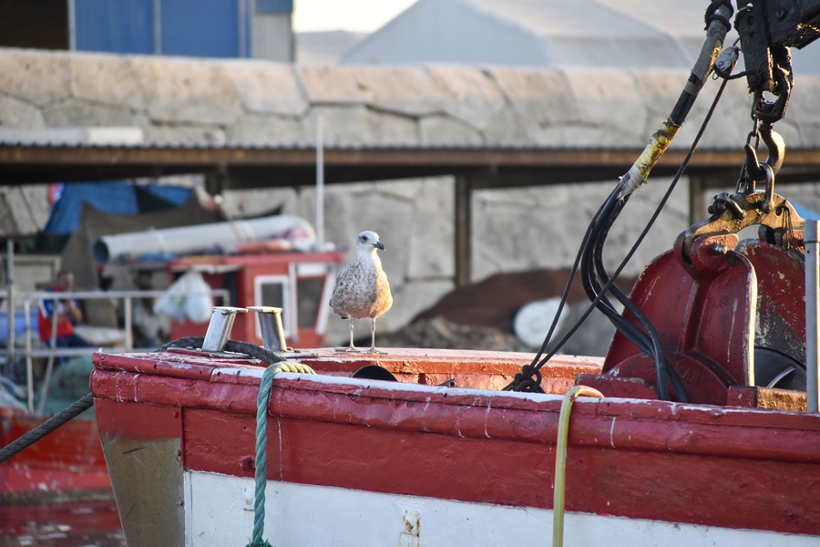Se prohibe en Espana la pesca de arrastre en el Mediterraneo a mas de 800 metros de profundidad OMKdnw
