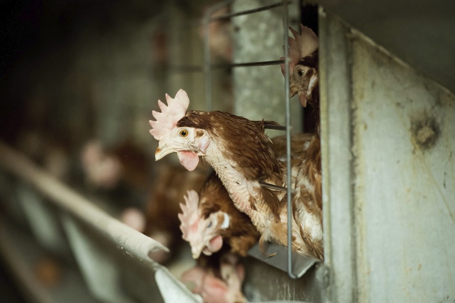 gripa aviar cepa gallina ijRPDn