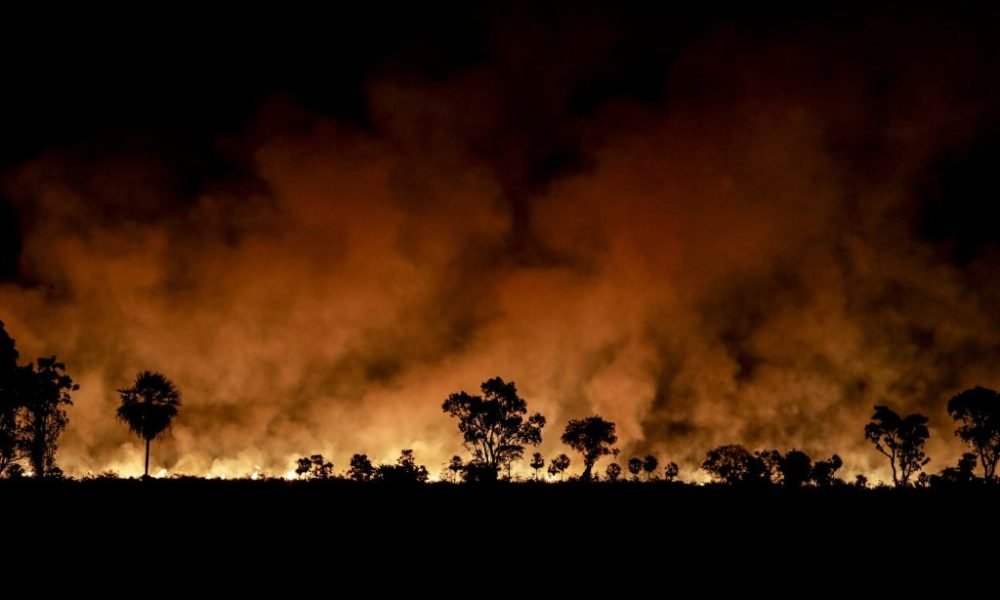 Ayuden a salvar el Pantanal de Brasil reclaman oeneges suramericanas a la UE 1024x683 WwjJJc