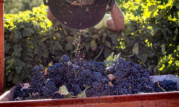 Bruselas prolonga un ano los permisos para plantar vides tras sequias y lluvias excesivas yC8CGc