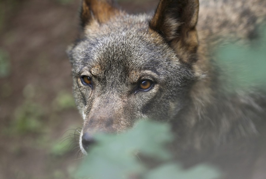 Ley de Castilla y Leon que permite cazar el lobo viola el derecho europeo segun el TJUE NNO3VU