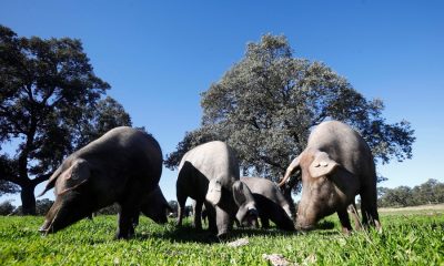 Ministros de Agricultura abordaran temas comerciales como investigacion china al cerdo europeo mOYPpG