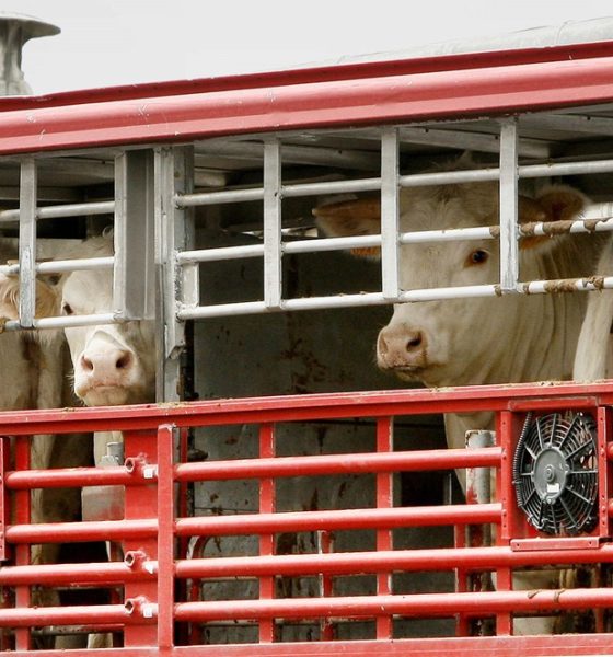 CESE advierte de que la nueva regla de transporte animal puede provocar el cierre de granjas onZCgn