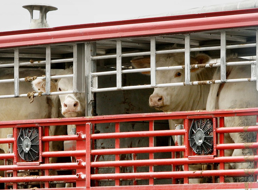 CESE advierte de que la nueva regla de transporte animal puede provocar el cierre de granjas onZCgn