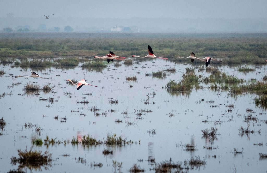 La primera ley europea que obliga a restaurar la naturaleza entra en vigor 1024x663 1uNaM9