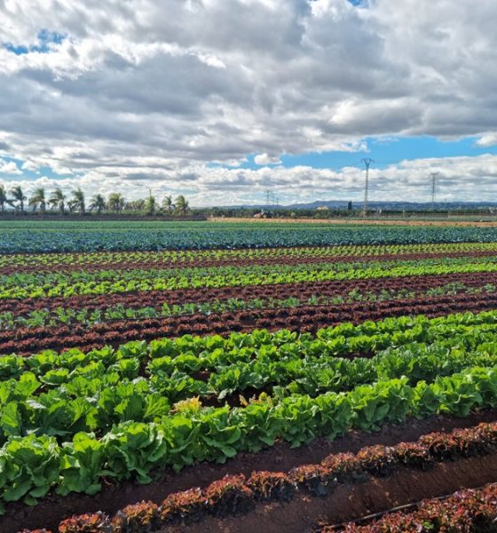 Saifresc la empresa valenciana de ecologicos que puede convertirse en la mejor de la UE d1uPXK