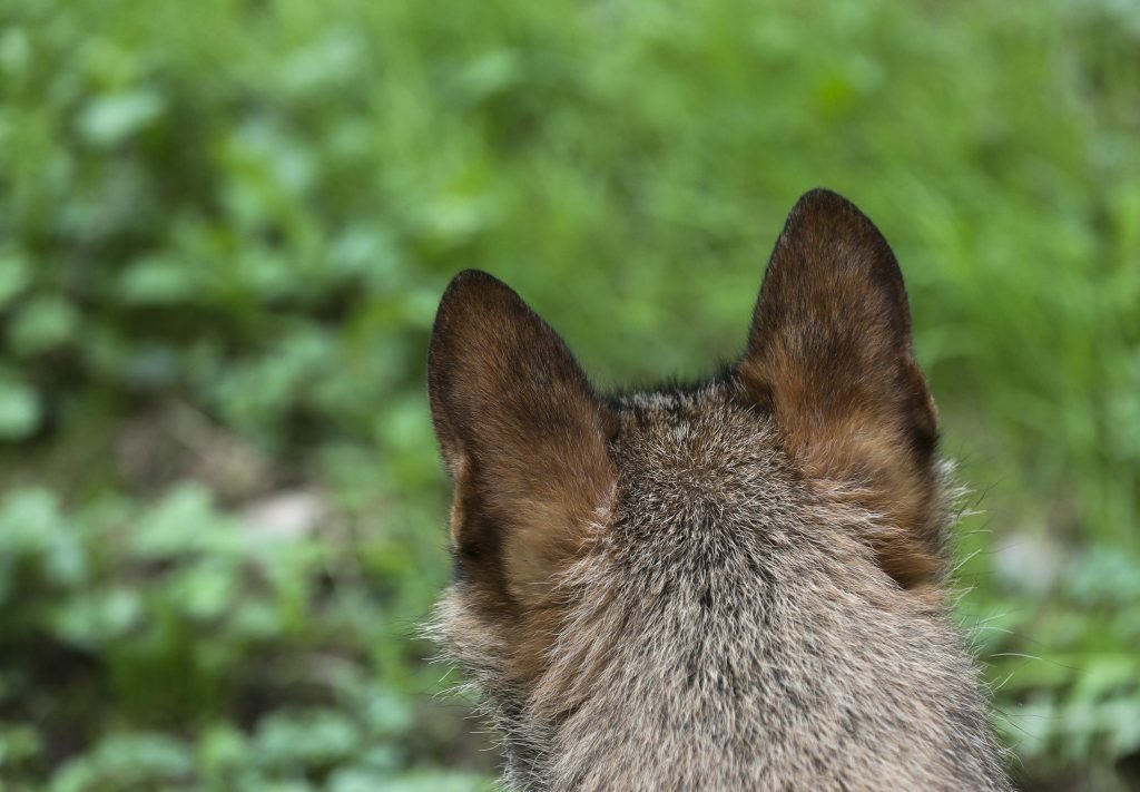 Los paises de la UE apoyan rebajar la proteccion del lobo 1024x711 Ucw3Nk