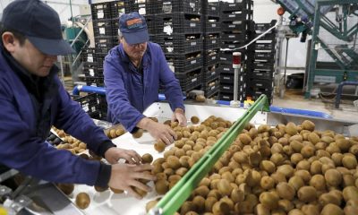 proyecto busca como optimizar el cultivo del kiwi con inteligencia artificial ARe9xg