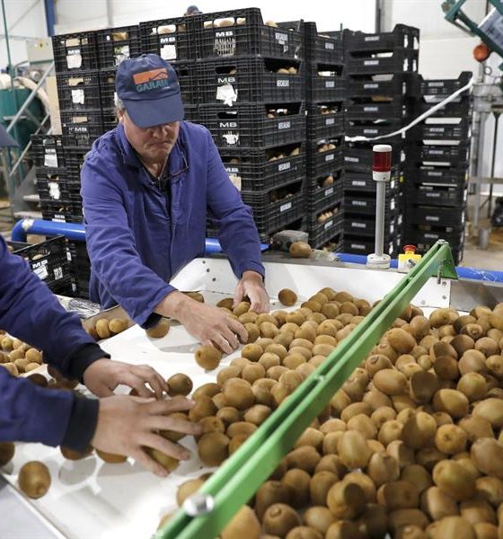 proyecto busca como optimizar el cultivo del kiwi con inteligencia artificial ARe9xg