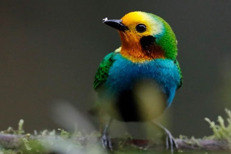 La meta de la UE en la COP16 aplicar urgentemente el pacto global de biodiversidad e1728924820770 zoRGWX