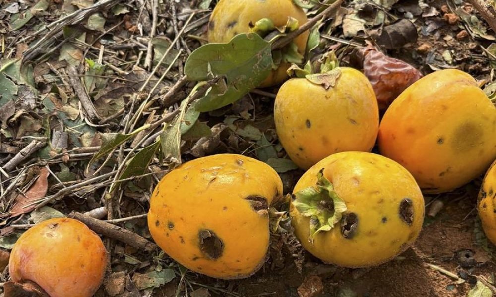 Bruselas lista para usar todos los instrumentos para apoyar a los agricultores tras la dana TH4ucn