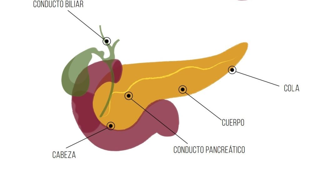 guia cancer pancreas organo aCWbga