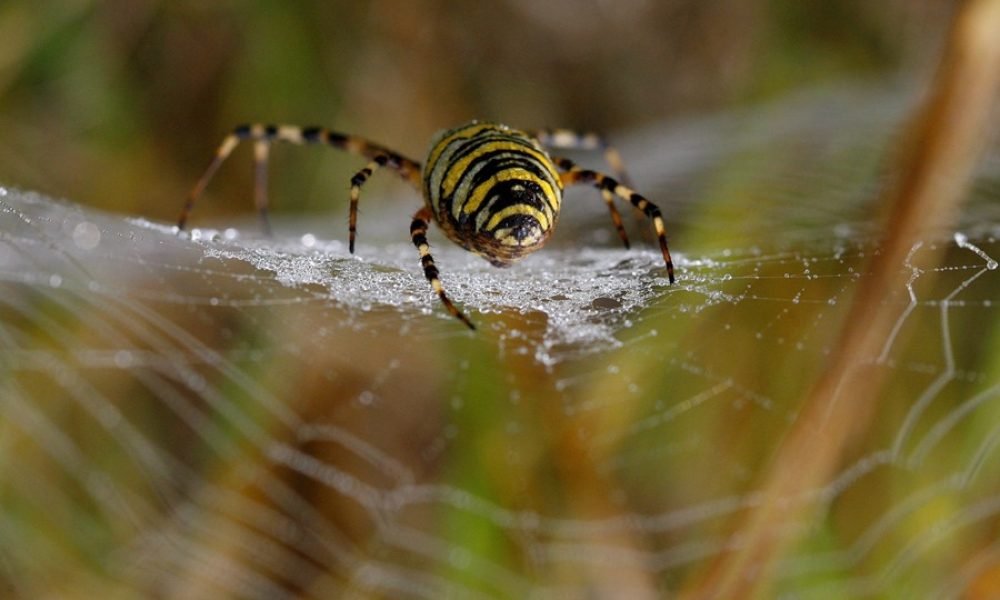 insectos decaen en la UE ante la inaccion de Bruselas segun PAN 09ZCjn