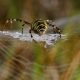 insectos decaen en la UE ante la inaccion de Bruselas segun PAN 09ZCjn