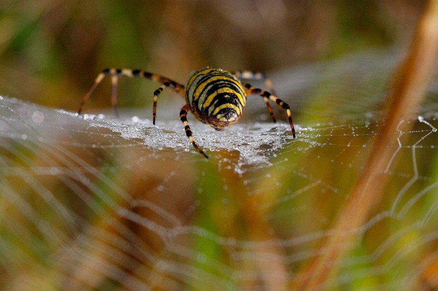 insectos decaen en la UE ante la inaccion de Bruselas segun PAN 09ZCjn