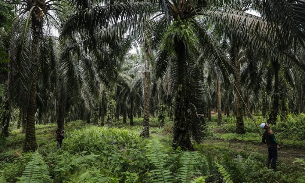 mayoria de los europeos pide que se aplique el reglamento de lucha contra la deforestacion 35w5lf