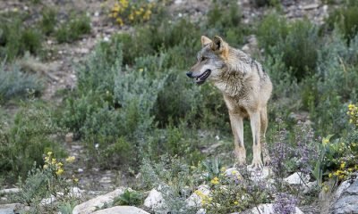 Consejo de Europa decide rebajar el nivel de proteccion del lobo a peticion de la UE KslwB5