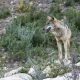 Consejo de Europa decide rebajar el nivel de proteccion del lobo a peticion de la UE KslwB5