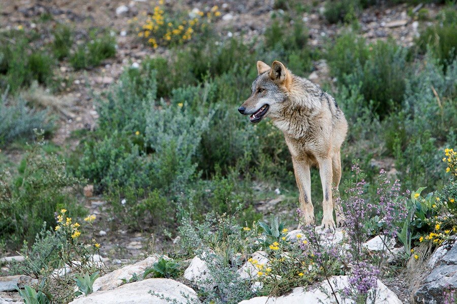 Consejo de Europa decide rebajar el nivel de proteccion del lobo a peticion de la UE KslwB5